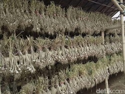 Pasok Bawang Putih, Importir Wajib Tanam 5% di Dalam Negeri