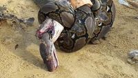 Foto: Sengitnya Pertarungan Ular King Cobra Mangsa Piton