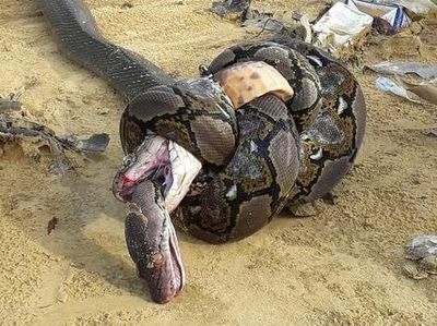 Foto: Sengitnya Pertarungan Ular King Cobra Mangsa Piton