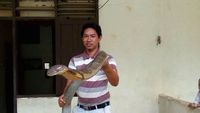 Ini King Cobra Raksasa yang Viral dan Bikin Penasaran