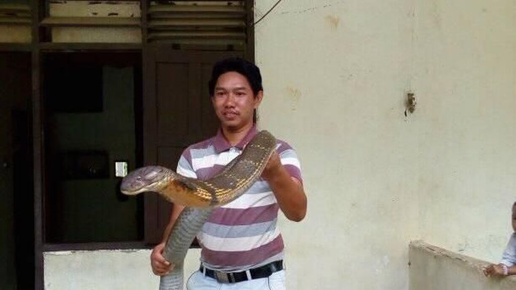 Ini King Cobra Raksasa yang Viral dan Bikin Penasaran Ini King Cobra Raksasa yang Viral dan Bikin Penasaran
