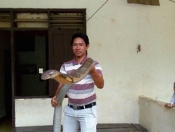 Ular King Cobra Raksasa Bikin Heboh, Taringnya Dipatahkan?