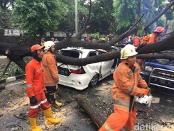 Pohon Tumbang yang Timpa Mobil di Jatinegara Dipotong, Lalin Macet