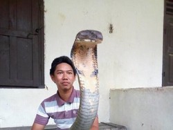 Angle Foto Bikin King Cobra di Kalimantan Terlihat Raksasa