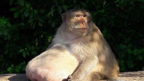 Deretan Hewan yang Obesitas: King Cobra Raksasa hingga Buaya Kojek