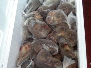 Hiii... 14 Boks Isi Ribuan Tikus Mati Diamankan di Gorontalo