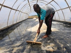 Lindungi Petani dari Tengkulak, KKP Bangun Gudang Garam di Karawang