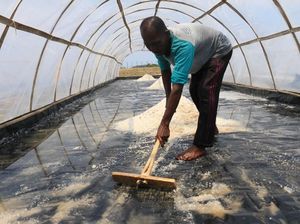 Lindungi Petani dari Tengkulak, KKP Bangun Gudang Garam di Karawang Lindungi Petani dari Tengkulak, KKP Bangun Gudang Garam di Karawang