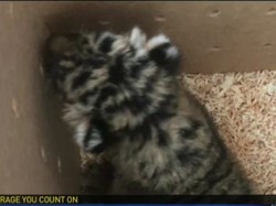 Bayi Harimau dan Jaguar Hitam Diselundupkan dalam Kotak ke AS