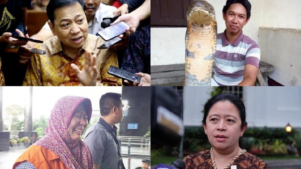 Berita Heboh: King Cobra Raksasa Hingga Kesaksian Novanto di e-KTP Berita Heboh: King Cobra Raksasa Hingga Kesaksian Novanto di e-KTP