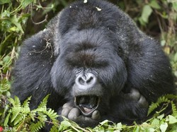 Sains Ungkap Semakin Besar Otak Hewan akan Seperti Ini