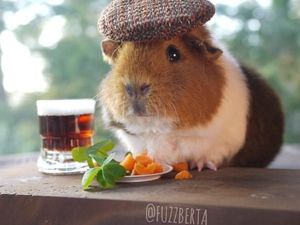 Lucunya Aksi Fuzzberta, Marmut Imut Penggemar Berat Wortel