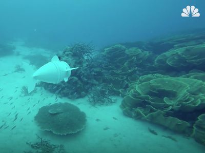 Foto: Melihat Ikan Robot Meliuk-liuk di Perairan Fiji