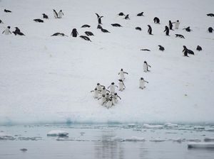Misi Menyelamatkan Kehidupan di Antartika