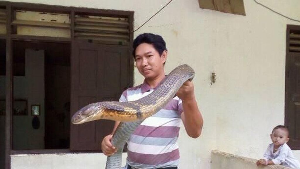 Detik-detik Pelepasan Ular King Cobra Raksasa ke Alam Detik-detik Pelepasan Ular King Cobra Raksasa ke Alam