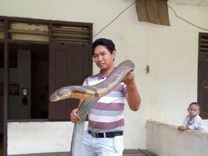 Detik-detik Pelepasan Ular King Cobra Raksasa ke Alam