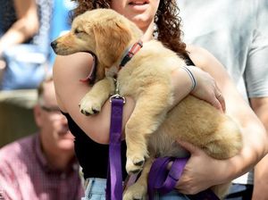 Potret Lucu Ketika Hewan Menguap