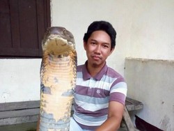 Viral Foto Ular King Cobra Raksasa, Asli atau Palsu?
