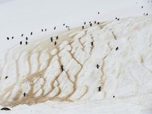 Foto: Kehidupan di Antartika yang Jarang Orang Lihat