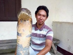 Cerita di Balik Gaya Santai Pria yang Pegang King Cobra Raksasa