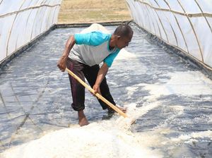 Begini Cara Pemerintah Tingkatkan Kualitas Garam Lokal