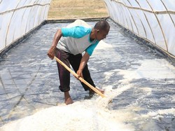 Begini Cara Pemerintah Tingkatkan Kualitas Garam Lokal