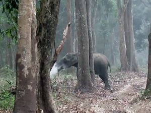 Gajah di India Tertangkap Kamera Sedang Merokok