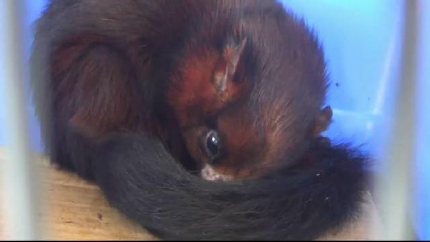 Walang kopo atau bajing terbang jawa juga diamankan sebagai barang bukti. (Foto: M Rofiq)