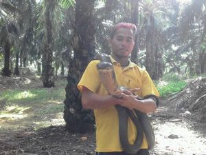 Ular King Cobra Raksasa yang Viral Akhirnya Dilepas ke Alam Ular King Cobra Raksasa yang Viral Akhirnya Dilepas ke Alam