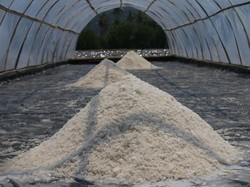 Dua Minggu Lagi Garam Impor Masuk RI