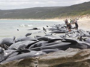 Bikin Iba! Ratusan Paus Terdampar di Pantai Australia