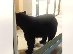 Foto: Beruang Datangi Hotel di AS, Pulang-pulang Bawa Bungkusan