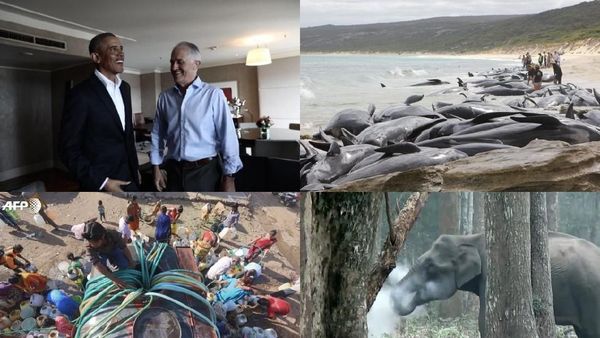 Riuh Dunia dalam Gambar: Paus Terdampar Hingga Gajah Merokok