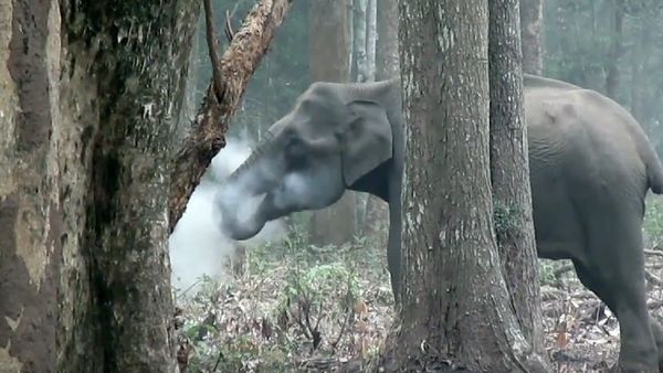 Foto: Gajah Merokok di India