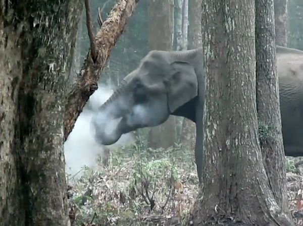 Foto: Gajah Merokok di India