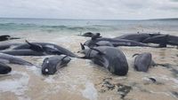 Penampakan Ratusan Paus Terdampar di Australia Barat