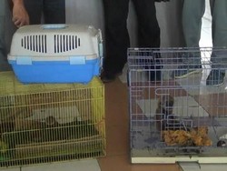 Terbongkar! Perdagangan Satwa Dilindungi Lewat FB di Probolinggo