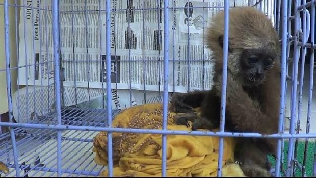 Salah satu satwa dilindungi yang akan diperjualbelikan, lutung. (Foto: M Rofiq)