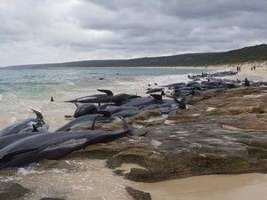 Ratusan Ikan Paus Terdampar di Australia Barat