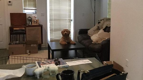 Foto: Setianya Anjing Menggemaskan Ini Tunggu Majikan Pulang Liburan