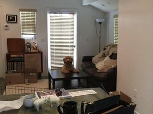 Foto: Setianya Anjing Menggemaskan Ini Tunggu Majikan Pulang Liburan