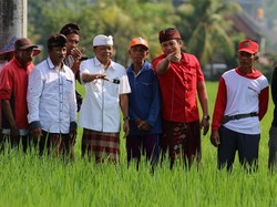 Gubernur Koster Wajibkan Hotel Pakai Produk Petani Lokal Bali