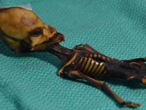 Fakta Mengejutkan Soal Mumi Alien Misterius di Chile Fakta Mengejutkan Soal Mumi Alien Misterius di Chile