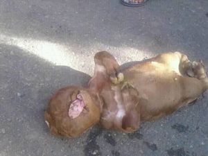 Ahli: Sapi Mirip Manusia karena Faktor Biologis, Bukan Mistis