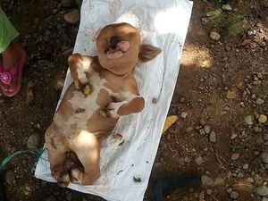 Sapi di Gorontalo yang Mirip Manusia Akhirnya Dikubur