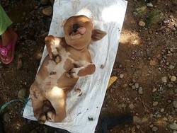 Sapi di Gorontalo yang Mirip Manusia Akhirnya Dikubur