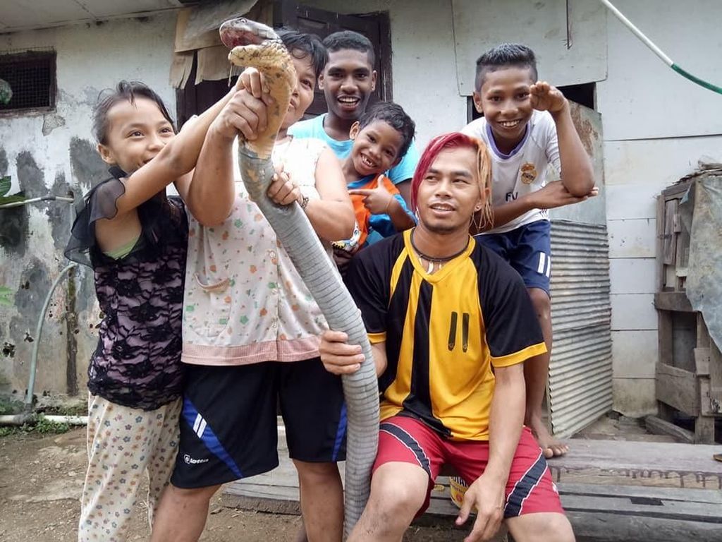 Edy Sempat Patahkan Taring King Cobra Raksasa, Apa Alasannya? Edy Sempat Patahkan Taring King Cobra Raksasa, Apa Alasannya?