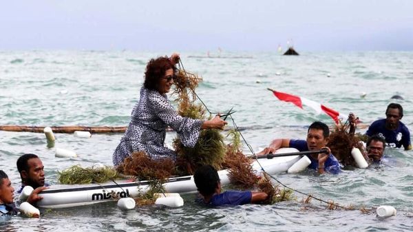 Naik Paddle, Susi Panen Rumput Laut di Fakfak