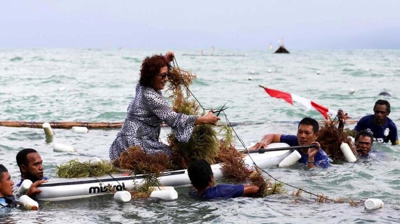 Ilustrasi, ketika Menteri Susi panen rumput laut di Kabupaten Fakfak (Dok. KKP) Ilustrasi, ketika Menteri Susi panen rumput laut di Kabupaten Fakfak (Dok. KKP)