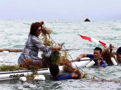 Naik Paddle, Susi Panen Rumput Laut di Fakfak